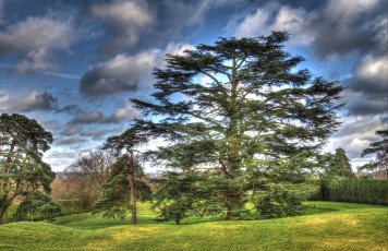 Картинка природа деревья сосна поляна