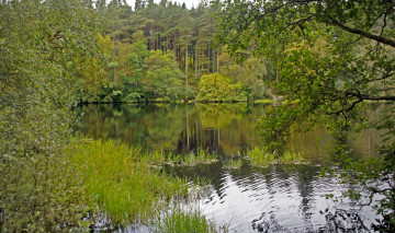 Картинка природа реки озера лес река