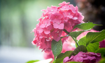 Картинка цветы гортензия макро розовый