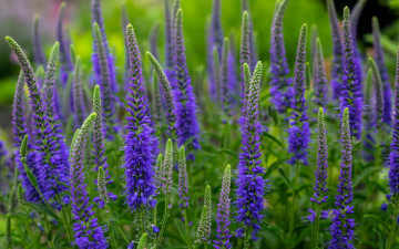 обоя цветы, немофилы,  вероники, вероника, колосковая, луг