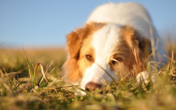 Картинка животные собаки морда собака австралийская овчарка