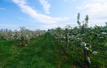 Картинка природа деревья сад