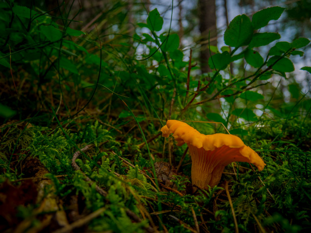 Обои картинки фото природа, грибы, лисичка