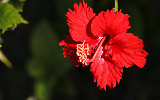 Обои картинки фото цветы, гибискусы, макро, лепестки, красный, гибискус