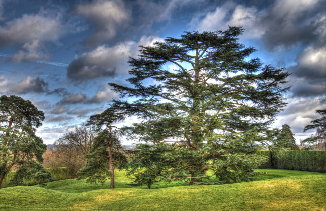 Обои картинки фото природа, деревья, сосна, поляна