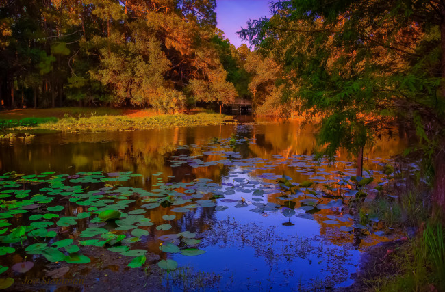 Обои картинки фото природа, реки, озера, лес, река