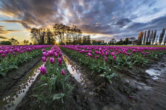 Обои картинки фото цветы, тюльпаны, плантация