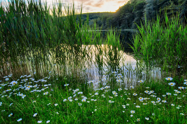 Обои картинки фото природа, реки, озера, лес, река