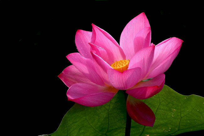 Обои картинки фото цветы, лотосы, фон, лепестки, бутон