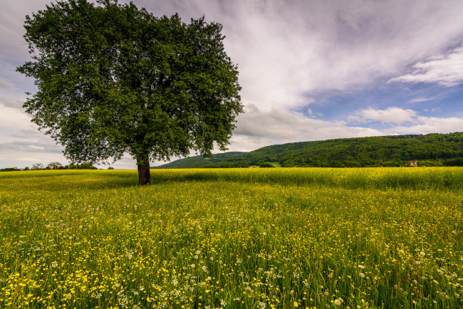 Обои картинки фото природа, деревья, дерево, трава, поле
