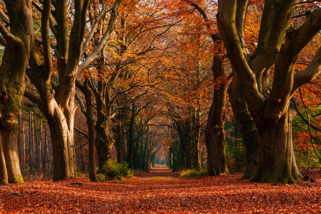 Обои картинки фото природа, дороги, дорожка, деревья, аллея