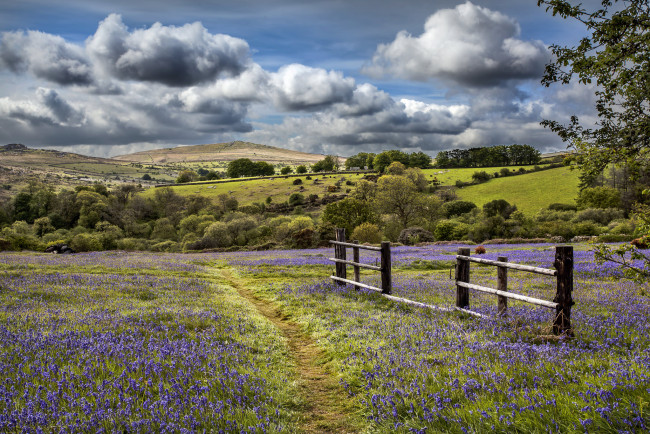 Обои картинки фото природа, дороги, тропинка, равнина, цветы