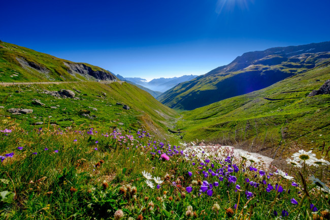 Обои картинки фото природа, луга, цветы, межгорье