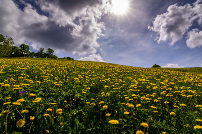 Обои картинки фото природа, луга, цветы, поле, лес