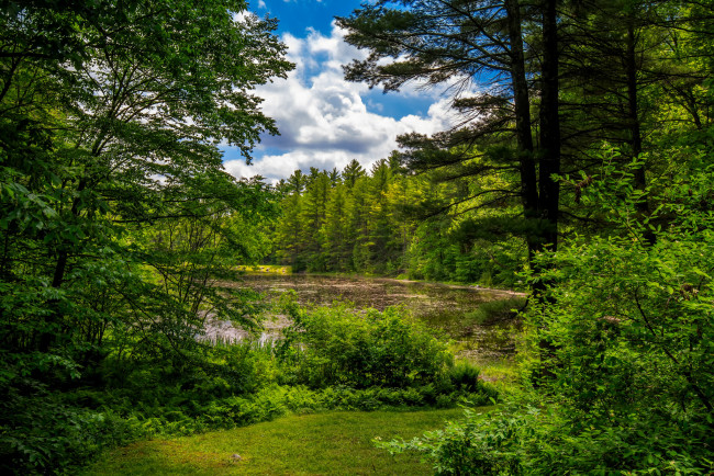 Обои картинки фото природа, реки, озера, лес, река