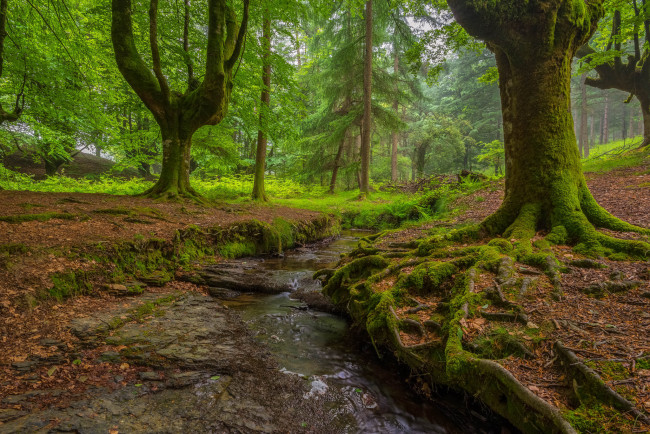 Обои картинки фото природа, реки, озера, ручей, лес