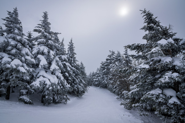 Обои картинки фото природа, зима, ели, снег