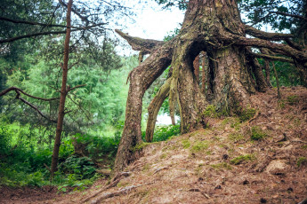 Картинка природа лес деревья