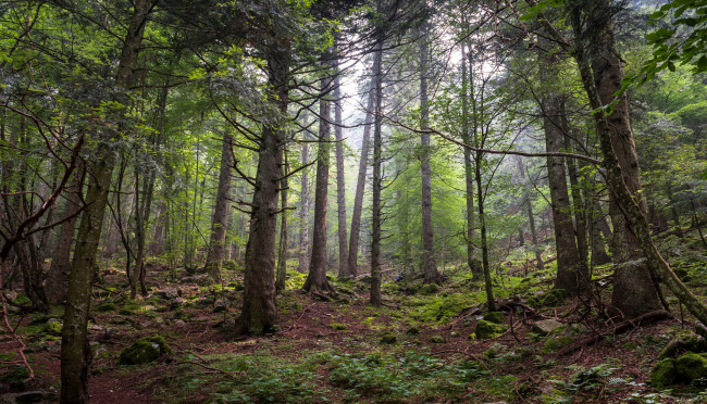 Обои картинки фото природа, лес, деревья