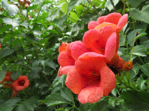 Картинка цветы кампсис+ текома оранжевые