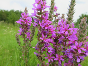 Картинка цветы луговые+ полевые +цветы луг сиреневые