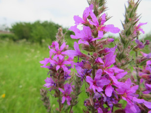 Картинка цветы луговые+ полевые +цветы сиреневые луговые