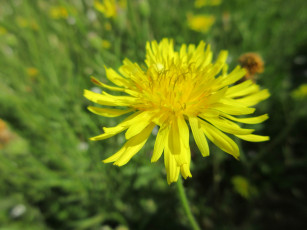 Картинка цветы одуванчики макро одуванчик