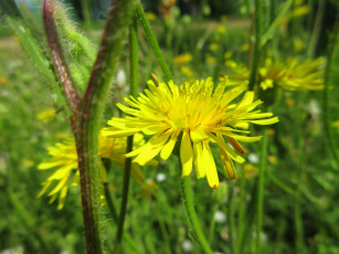 Картинка цветы одуванчики одуванчик