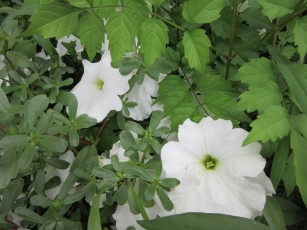 Картинка цветы петунии +калибрахоа петуния