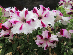 Картинка цветы петунии +калибрахоа петуния