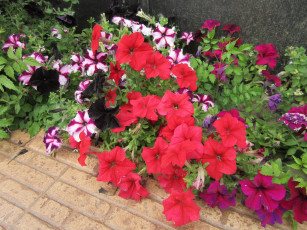 Картинка цветы петунии +калибрахоа петуния