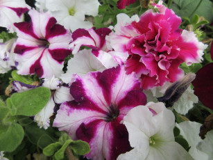 Картинка цветы петунии +калибрахоа петуния