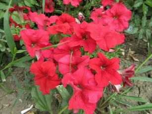 Картинка цветы петунии +калибрахоа петуния