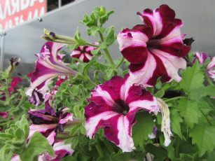 Картинка цветы петунии +калибрахоа петуния