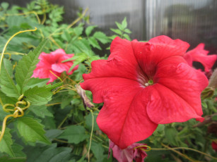 Картинка цветы петунии +калибрахоа петуния