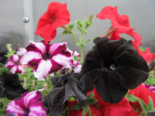 Картинка цветы петунии +калибрахоа петуния