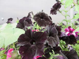 Картинка цветы петунии +калибрахоа петуния
