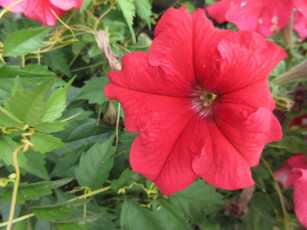 Картинка цветы петунии +калибрахоа петуния