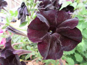 Картинка цветы петунии +калибрахоа петуния