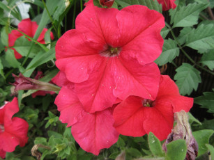 Картинка цветы петунии +калибрахоа петуния