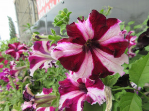 Картинка цветы петунии +калибрахоа петуния полосатая