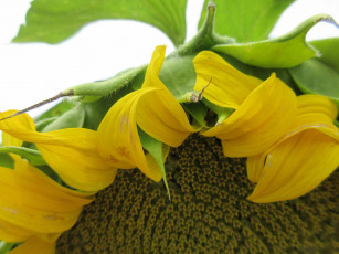 Картинка цветы подсолнухи цветок подсолнух