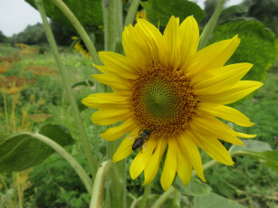 Картинка цветы подсолнухи цветок подсолнух