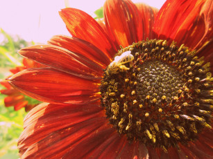 Картинка цветы подсолнухи подсолнух