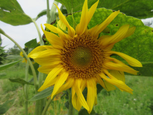 Картинка цветы подсолнухи подсолнух цветок