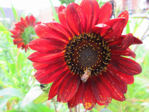 Картинка цветы подсолнухи подсолнух цветок