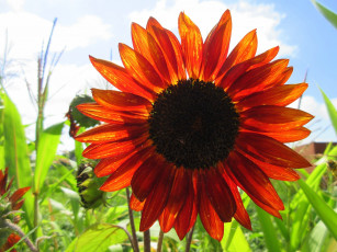 Картинка цветы подсолнухи подсолнух цветок