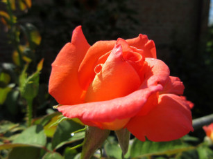 Картинка цветы розы оранжевая роза