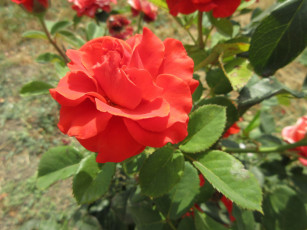 Картинка цветы розы оранжевая роза