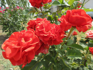 Картинка цветы розы оранжевые